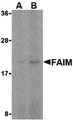 FAIM Antibody - Western blot of FAIM in human spleen tissue lysate with FAIM antibody at (A) 5 and (B) 10 ug/ml.