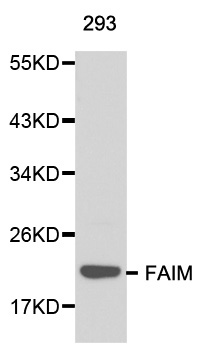 FAIM Antibody - Western blot analysis of 293 cell lysate.