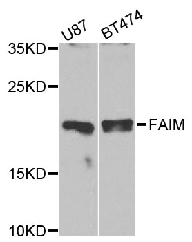 FAIM Antibody - Western blot analysis of extracts of various cell lines, using FAIM antibody at 1:1000 dilution. The secondary antibody used was an HRP Goat Anti-Rabbit IgG (H+L) at 1:10000 dilution. Lysates were loaded 25ug per lane and 3% nonfat dry milk in TBST was used for blocking. An ECL Kit was used for detection and the exposure time was 30s.