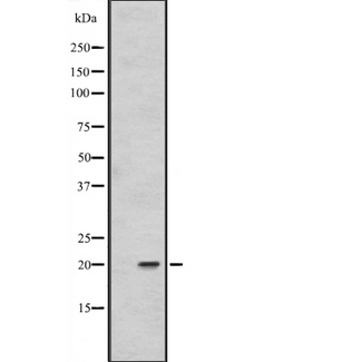 FAIM Antibody - Western blot analysis of FAIM1 expression in 293T whole cells lysate. The lane on the left is treated with the antigen-specific peptide.