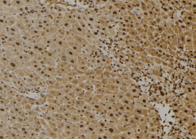 FAIM Antibody - 1:100 staining mouse liver tissue by IHC-P. The sample was formaldehyde fixed and a heat mediated antigen retrieval step in citrate buffer was performed. The sample was then blocked and incubated with the antibody for 1.5 hours at 22°C. An HRP conjugated goat anti-rabbit antibody was used as the secondary.