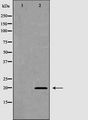 FAIM Antibody - Western blot analysis of 293 lysate using FAIM antibody. The lane on the left is treated with the antigen-specific peptide.