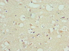 FAIM2 / LIFEGUARD Antibody - Immunohistochemistry of paraffin-embedded human brain tissue at dilution 1:100