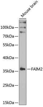 FAIM2 / LIFEGUARD Antibody - Western blot analysis of extracts of mouse brain using FAIM2 Polyclonal Antibody at dilution of 1:1000.