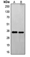 FAIM2 / LIFEGUARD Antibody - Western blot analysis of FAIM2 expression in U251 (A); EL4 (B) whole cell lysates.