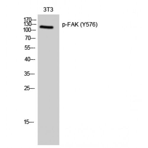 FAK / Focal Adhesion Kinase Antibody - Western blot of Phospho-FAK (Y576) antibody