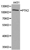 FAK / Focal Adhesion Kinase Antibody - Western blot of extracts of A431 cell lines, using PTK2 antibody.