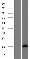 FAM101A Protein - Western validation with an anti-DDK antibody * L: Control HEK293 lysate R: Over-expression lysate
