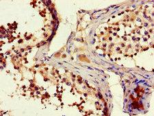 FAM102B Antibody - Immunohistochemistry of paraffin-embedded human testicular tissue using FAM102B Antibody at dilution of 1:100