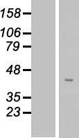 FAM102B Protein - Western validation with an anti-DDK antibody * L: Control HEK293 lysate R: Over-expression lysate