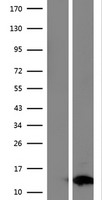 FAM104B Protein - Western validation with an anti-DDK antibody * L: Control HEK293 lysate R: Over-expression lysate