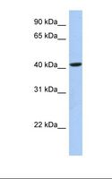 FAM105A Antibody - 721_B cell lysate. Antibody concentration: 1.0 ug/ml. Gel concentration: 12%.  This image was taken for the unconjugated form of this product. Other forms have not been tested.