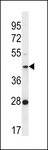 FAM105A Antibody - F105A Antibody western blot of K562 cell line lysates (35 ug/lane). The F105A antibody detected the F105A protein (arrow).