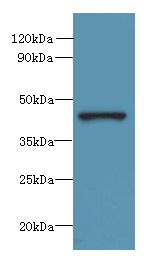 FAM105A Antibody - Western blot. All lanes: FAM105A antibody at 8 ug/ml+ K562 whole cell lysate Goat polyclonal to rabbit at 1:10000 dilution. Predicted band size: 42 kDa. Observed band size: 42 kDa.