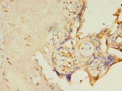 FAM105A Antibody - Immunohistochemistry of paraffin-embedded human placenta using antibody at dilution of 1:100.