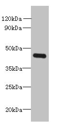 FAM105A Antibody - Western blot All lanes: FAM105A antibody at 8µg/ml + K562 whole cell lysate Secondary Goat polyclonal to rabbit IgG at 1/10000 dilution Predicted band size: 43 kDa Observed band size: 43 kDa