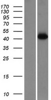 FAM105A Protein - Western validation with an anti-DDK antibody * L: Control HEK293 lysate R: Over-expression lysate