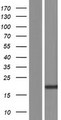 FAM107A / TU3A Protein - Western validation with an anti-DDK antibody * L: Control HEK293 lysate R: Over-expression lysate