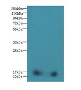 FAM107B Antibody - Western blot. All lanes: FAM107B antibody at 8 ug/ml+ Mouse heart tissue Goat polyclonal to rabbit at 1:10000 dilution. Predicted band size: 16 kDa. Observed band size: 16 kDa.