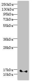 FAM107B Antibody - Western blot All lanes: FAM107B antibody at 8µg/ml + Mouse heart tissue Secondary Goat polyclonal to rabbit IgG at 1/10000 dilution Predicted band size: 16, 35 kDa Observed band size: 16 kDa