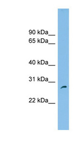 FAM109A Antibody - FAM109A antibody Western blot of U937 cell lysate. This image was taken for the unconjugated form of this product. Other forms have not been tested.