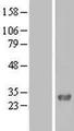 FAM109A Protein - Western validation with an anti-DDK antibody * L: Control HEK293 lysate R: Over-expression lysate