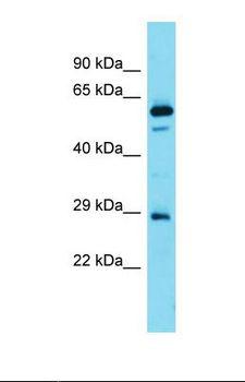 FAM110D / GRRP1 Antibody - Western blot of Human Fetal Brain. FAM110D antibody dilution 1.0 ug/ml.  This image was taken for the unconjugated form of this product. Other forms have not been tested.