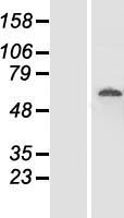 FAM111A Protein - Western validation with an anti-DDK antibody * L: Control HEK293 lysate R: Over-expression lysate