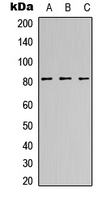 FAM111B Antibody - Western blot analysis of CANP expression in HeLa (A); NS-1 (B); H9C2 (C) whole cell lysates.