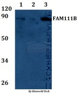 FAM111B Antibody - Western blot of FAM111B antibody at 1:500 Line1:HEK293T whole cell lysate Line2:HeLa whole cell lysate Line3:H9C2 whole cell lysate Line4:sp20 whole cell lysate.
