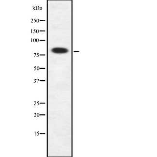 FAM111B Antibody - Western blot analysis F111B using RAW264.7 whole cells lysates