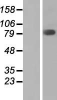 FAM111B Protein - Western validation with an anti-DDK antibody * L: Control HEK293 lysate R: Over-expression lysate