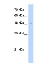 FAM113A Antibody - HepG2 cell lysate. Antibody concentration: 1.0 ug/ml. Gel concentration: 12%.  This image was taken for the unconjugated form of this product. Other forms have not been tested.