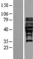 FAM113A Protein - Western validation with an anti-DDK antibody * L: Control HEK293 lysate R: Over-expression lysate