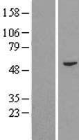FAM114A2 / C5orf3 Protein - Western validation with an anti-DDK antibody * L: Control HEK293 lysate R: Over-expression lysate
