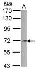 FAM116A Antibody - Sample (30 ug of whole cell lysate) A: NT2D1 7.5% SDS PAGE FAM116A antibody diluted at 1:3000