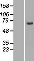 FAM116A Protein - Western validation with an anti-DDK antibody * L: Control HEK293 lysate R: Over-expression lysate