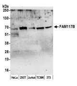 FAM117B / ALS2CR13 Antibody - Detection of human and mouse FAM117B by western blot. Samples: Whole cell lysate (50 µg) from HeLa, HEK293T, Jurkat, mouse TCMK-1, and mouse NIH 3T3 cells prepared using NETN lysis buffer. Antibody: Affinity purified rabbit anti-FAM117B antibody used for WB at 0.1 µg/ml. Detection: Chemiluminescence with an exposure time of 3 minutes.