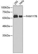 FAM117B / ALS2CR13 Antibody - Western blot analysis of extracts of various cell lines using FAM117B Polyclonal Antibody.