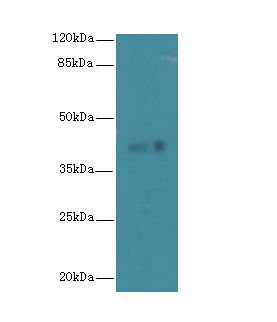 FAM118A Antibody - Western blot. All lanes: FAM118A antibody at 4 ug/ml+293T whole cell lysate Goat polyclonal to rabbit at 1:10000 dilution. Predicted band size: 40 kDa. Observed band size: 40 kDa.