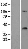 FAM118A Protein - Western validation with an anti-DDK antibody * L: Control HEK293 lysate R: Over-expression lysate