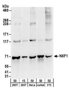 FAM120A Antibody - Detection of human and mouse NXF1 by western blot. Samples: Whole cell lysate from HEK293T (15 and 50 µg), HeLa (50µg), Jurkat (50µg), and mouse NIH 3T3 (50µg) cells. Antibodies: Affinity purified rabbit anti-NXF1 antibody used for WB at 0.1 µg/ml. Detection: Chemiluminescence with an exposure time of 30 seconds.
