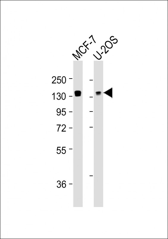 FAM120A Antibody - All lanes: Anti-FAM120A Antibody at 1:4000 dilution. Lane 1: MCF-7 whole cell lysates. Lane 2: U-2OS whole cell lysates Lysates/proteins at 20 ug per lane. Secondary Goat Anti-mouse IgG, (H+L), Peroxidase conjugated at 1:10000 dilution. Predicted band size: 122 kDa. Blocking/Dilution buffer: 5% NFDM/TBST.