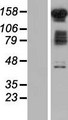 FAM120B Protein - Western validation with an anti-DDK antibody * L: Control HEK293 lysate R: Over-expression lysate