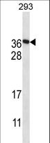 FAM122A Antibody - F122A Antibody western blot of 293 cell line lysates (35 ug/lane). The F122A antibody detected the F122A protein (arrow).