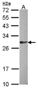 FAM122B Antibody - Sample (30 ug of whole cell lysate). A: HCT116. 12% SDS PAGE. Fam122b antibody diluted at 1:1000.