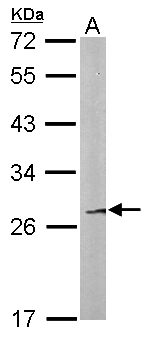 FAM122B Antibody - Sample (50 ug of whole cell lysate). A: Mouse liver. 12% SDS PAGE. Fam122b antibody diluted at 1:500.