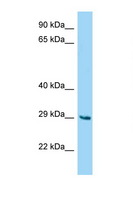 FAM122B Antibody - Fam122b antibody Western blot of Mouse Liver lysate. Antibody concentration 1 ug/ml.  This image was taken for the unconjugated form of this product. Other forms have not been tested.