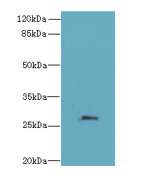 FAM122B Antibody - Western blot. All lanes: FAM122B antibody at 5 ug/ml+Mos- brain tissue Goat polyclonal to rabbit at 1:10000 dilution. Predicted band size: 27 kDa. Observed band size: 27 kDa.