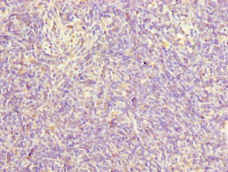 FAM124A Antibody - Immunohistochemistry of paraffin-embedded human thymus tissue using FAM124A Antibody at dilution of 1:100